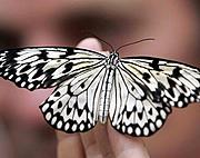 Schmetterlinge und Menschen haben bei der Partnerwahl sehr unterschiedliche Kriterien. Foto: ddp