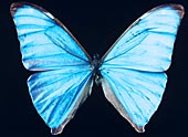 Lichtbrecher: Schmetterlinge leuchten ohne Farbstoff