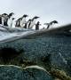 Ces pingouins se dirigent vers l'océan Antarctique (Crédit photo : National Geographic)