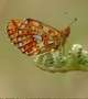 Le printemps 2011 exceptionnellement chaud a donné un coup de pouce à la croissance des populations de papillons rares comme ces Boloria Euphrosyne, ou Grand Collier argenté (Crédit photo : Jim Asher)