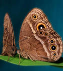 Les scientifiques otnt découvert que les papillons femelles apprenaient à préférer les mâles présentant davatage de taches sur leurs ailes (Crédits : William Piel and Antónia Monteiro)